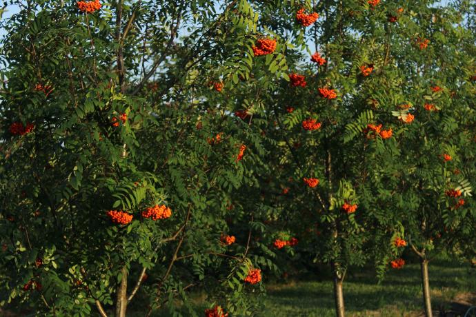 Oranžinės šermukšnių uogos
