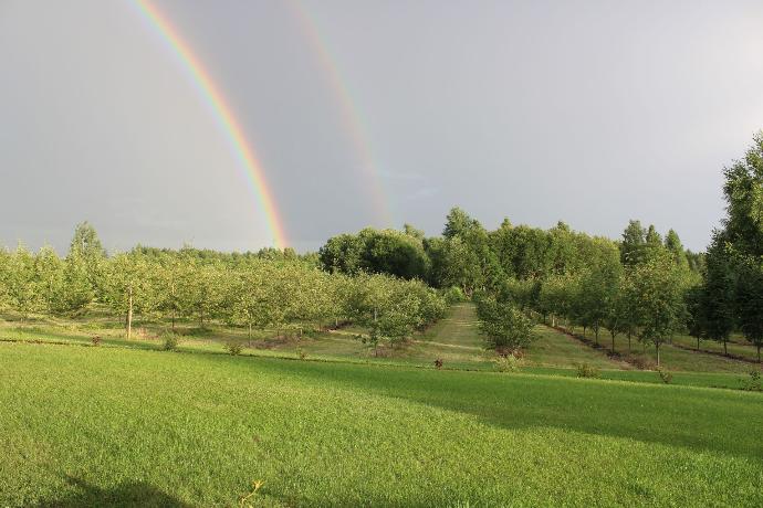 Diguba vaivorykštė šermukšnių sode