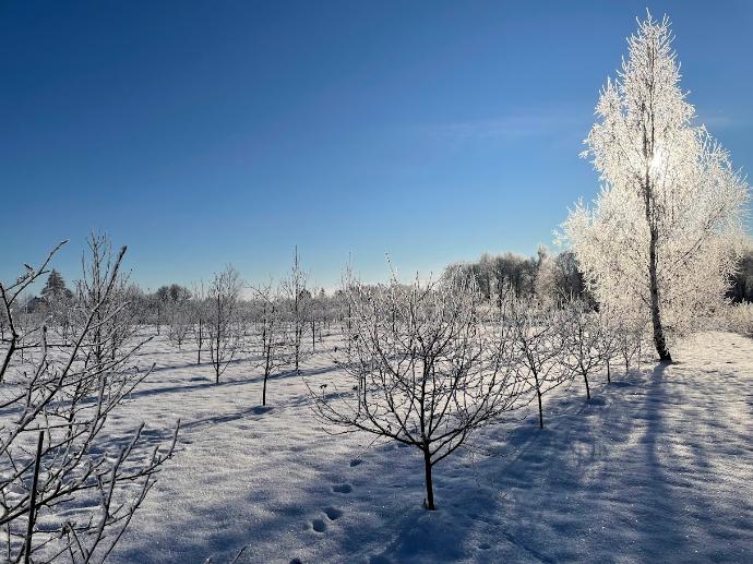Saulėta žiemos diena šermukšnių ūkyje